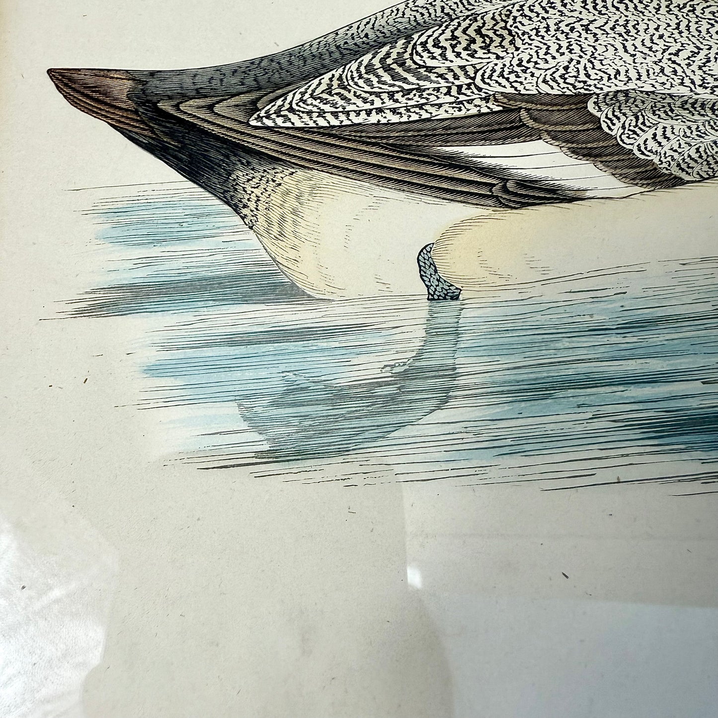 Illustration „Enten“