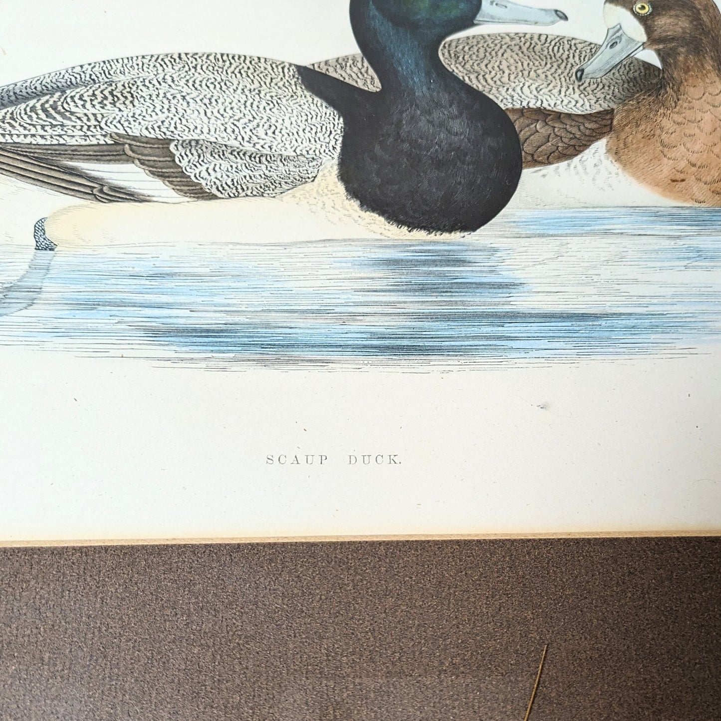Illustration “Ducks”