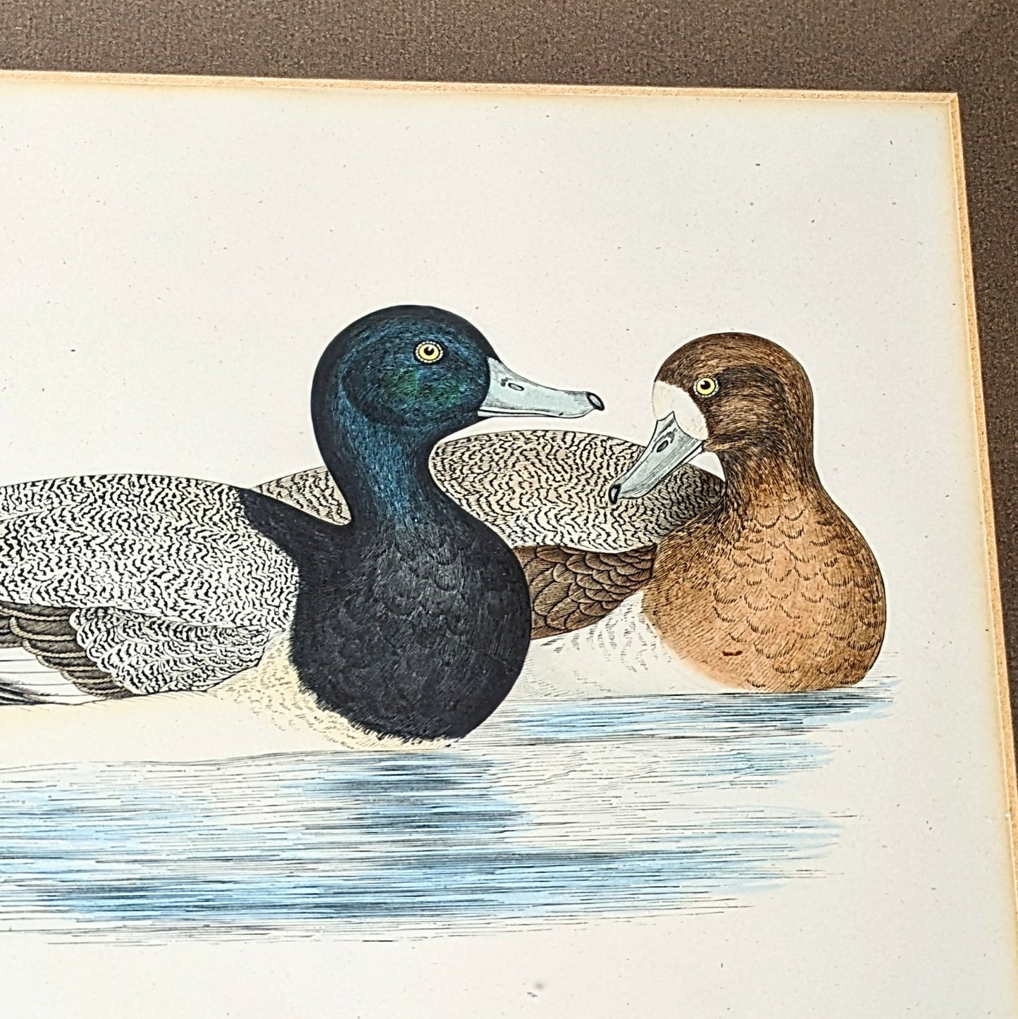 Illustration “Ducks”