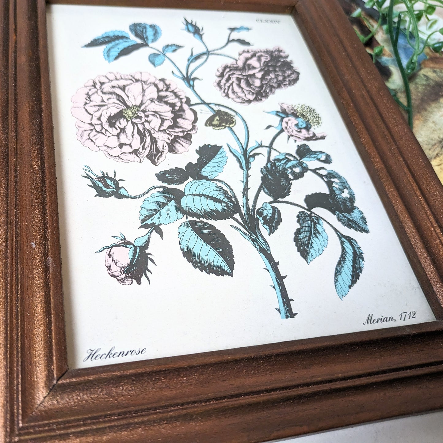 Set of Botanical Prints, 20 x 25