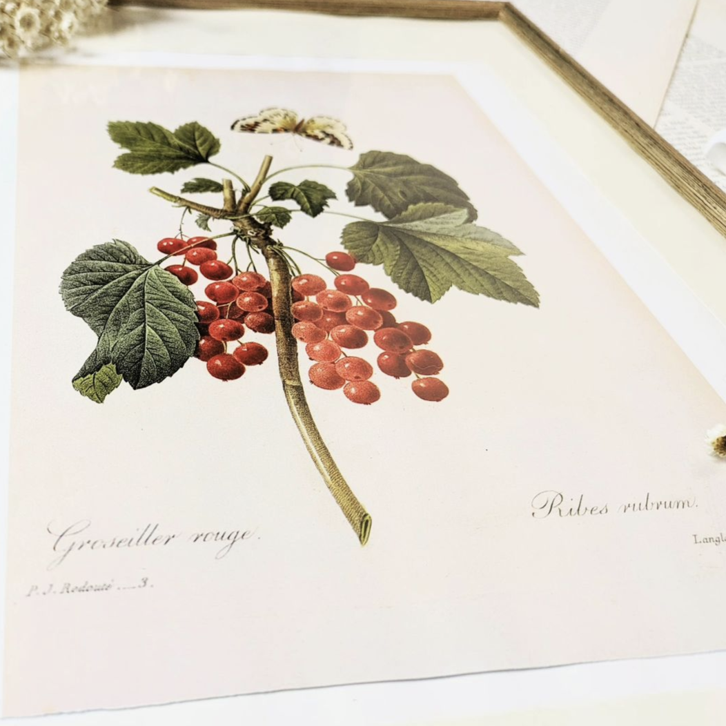 Botanischer Druck