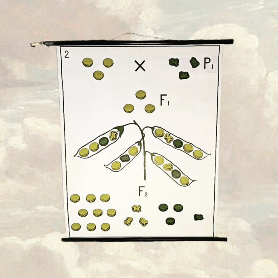 School card on heredity
