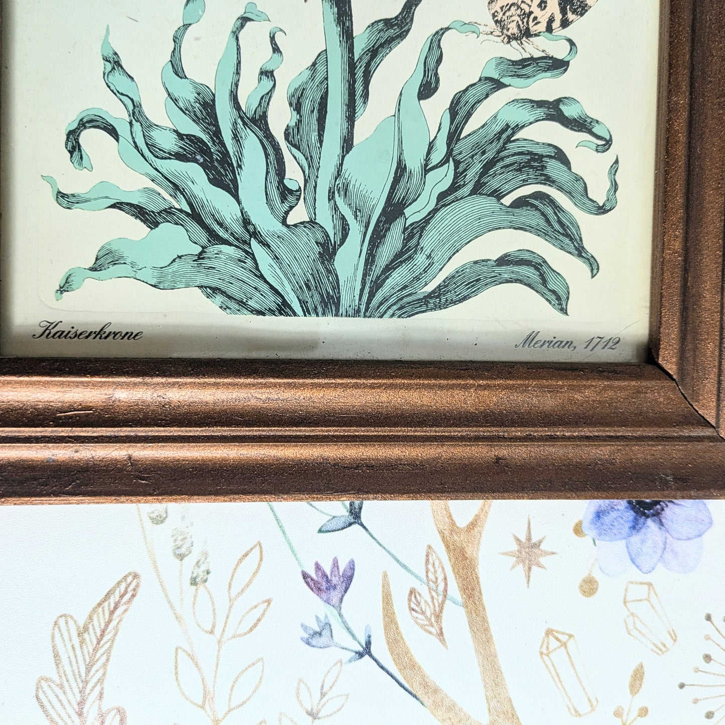 Set of Botanical Prints, 20 x 25