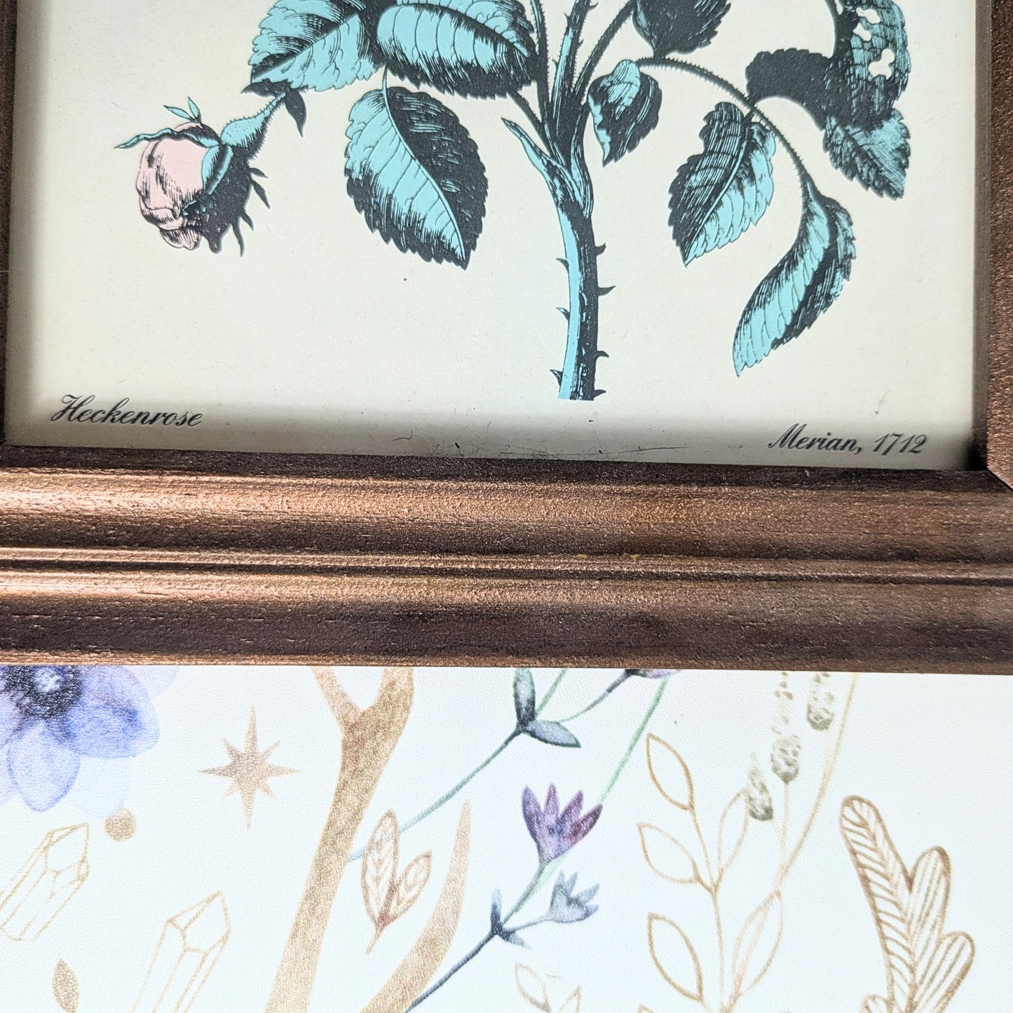 Set of Botanical Prints, 20 x 25