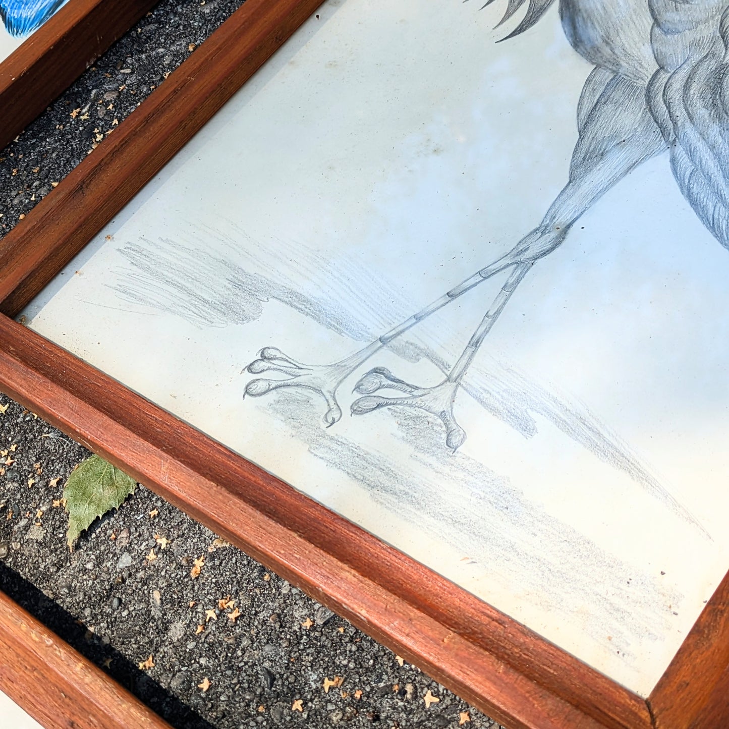Set of crane illustrations hand-painted
