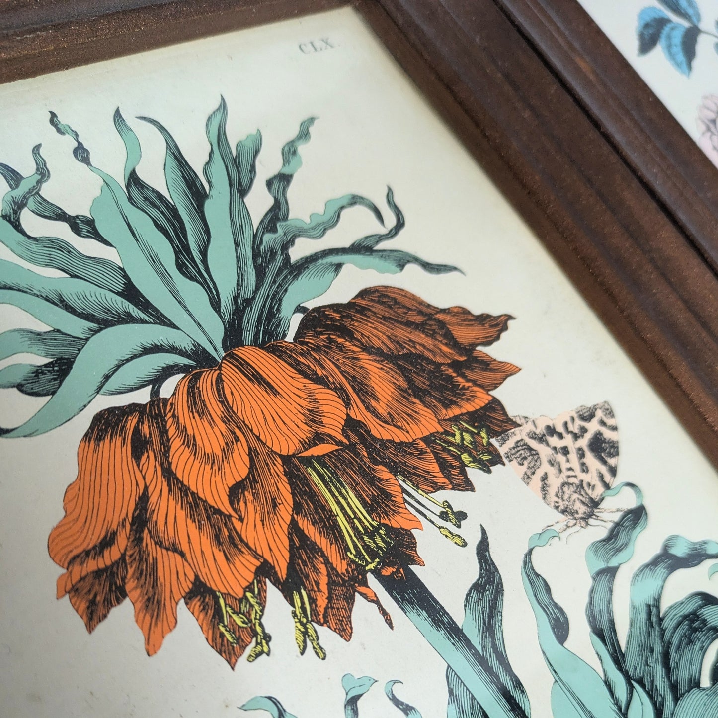 Set of Botanical Prints, 20 x 25