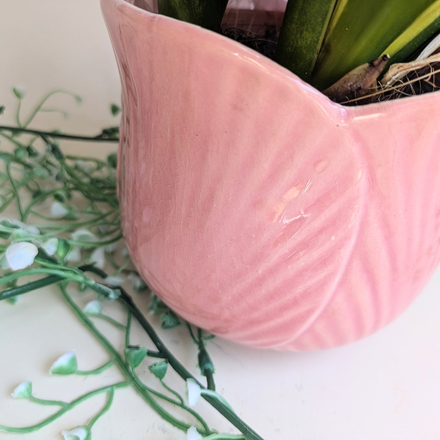 flowerpot tulip