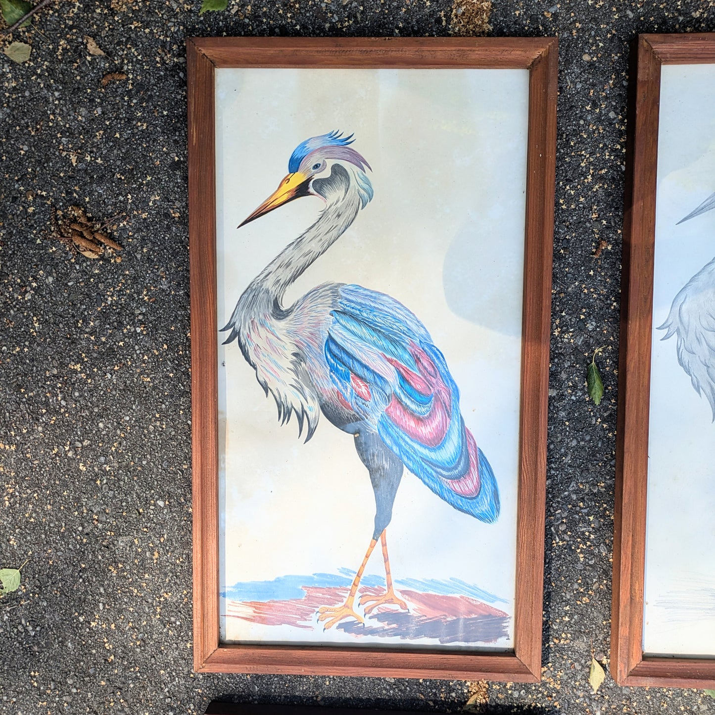 Set of crane illustrations hand-painted