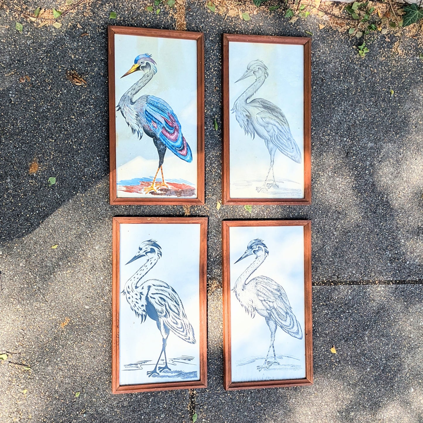 Set of crane illustrations hand-painted