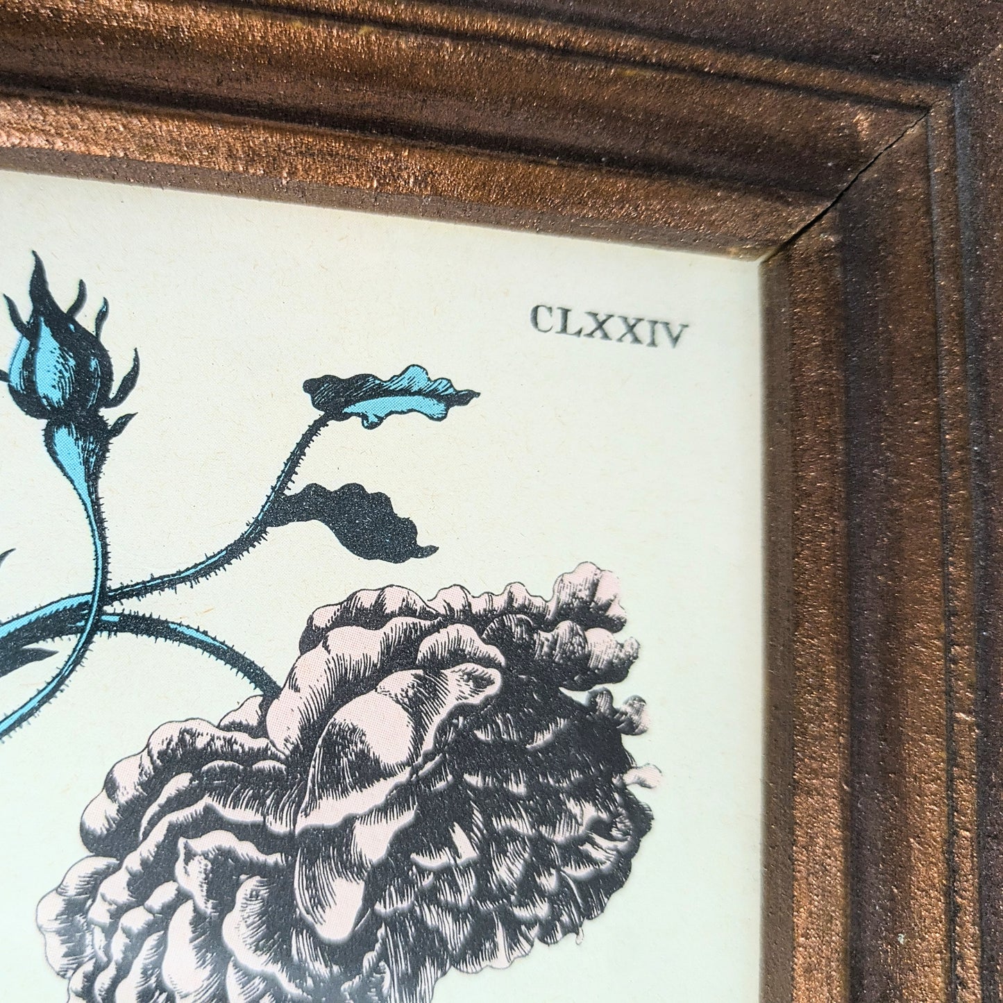 Set of Botanical Prints, 20 x 25