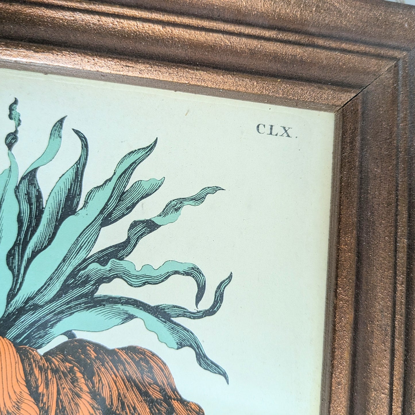 Set of Botanical Prints, 20 x 25