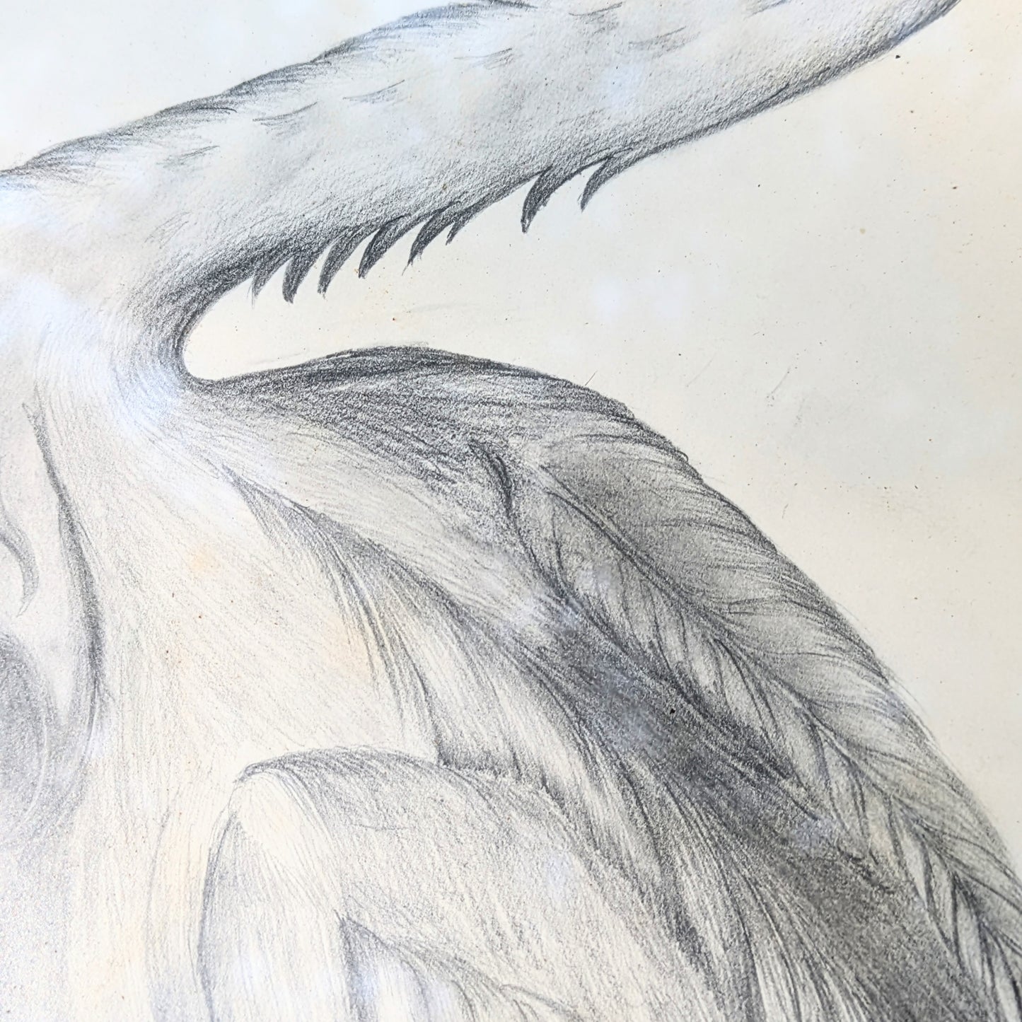Set of crane illustrations hand-painted