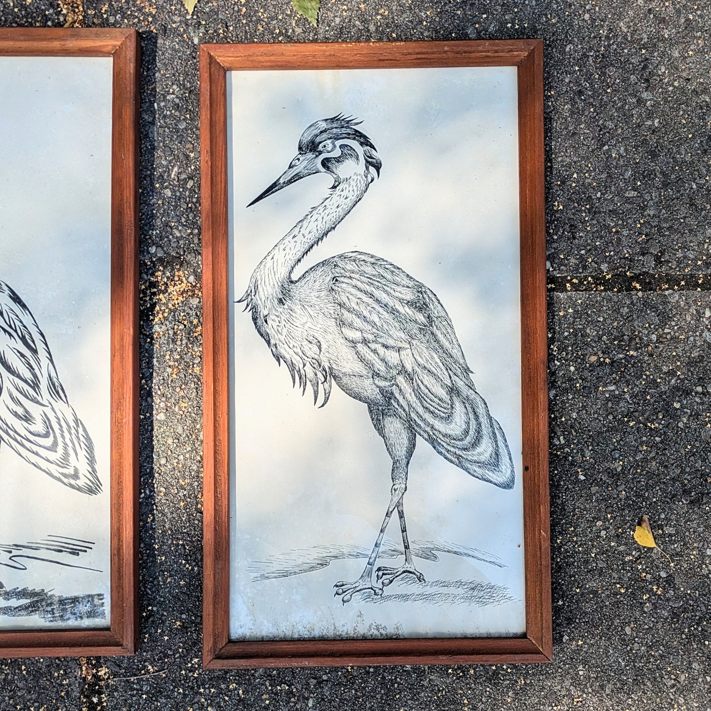 Set of crane illustrations hand-painted