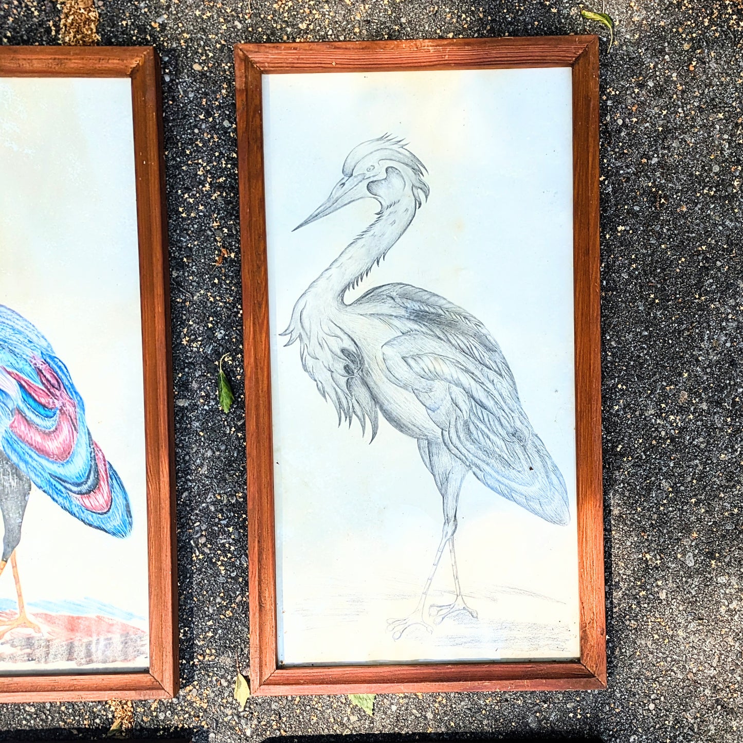 Set of crane illustrations hand-painted