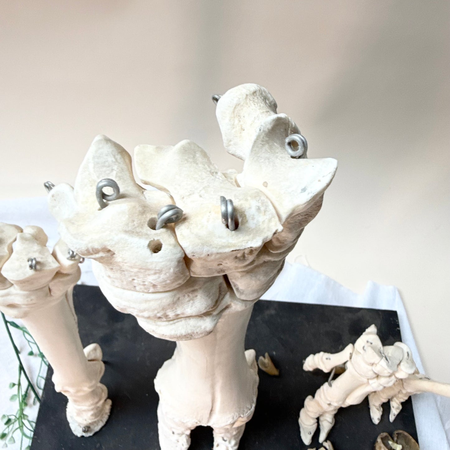 Lehrmodell Hufe Knochen