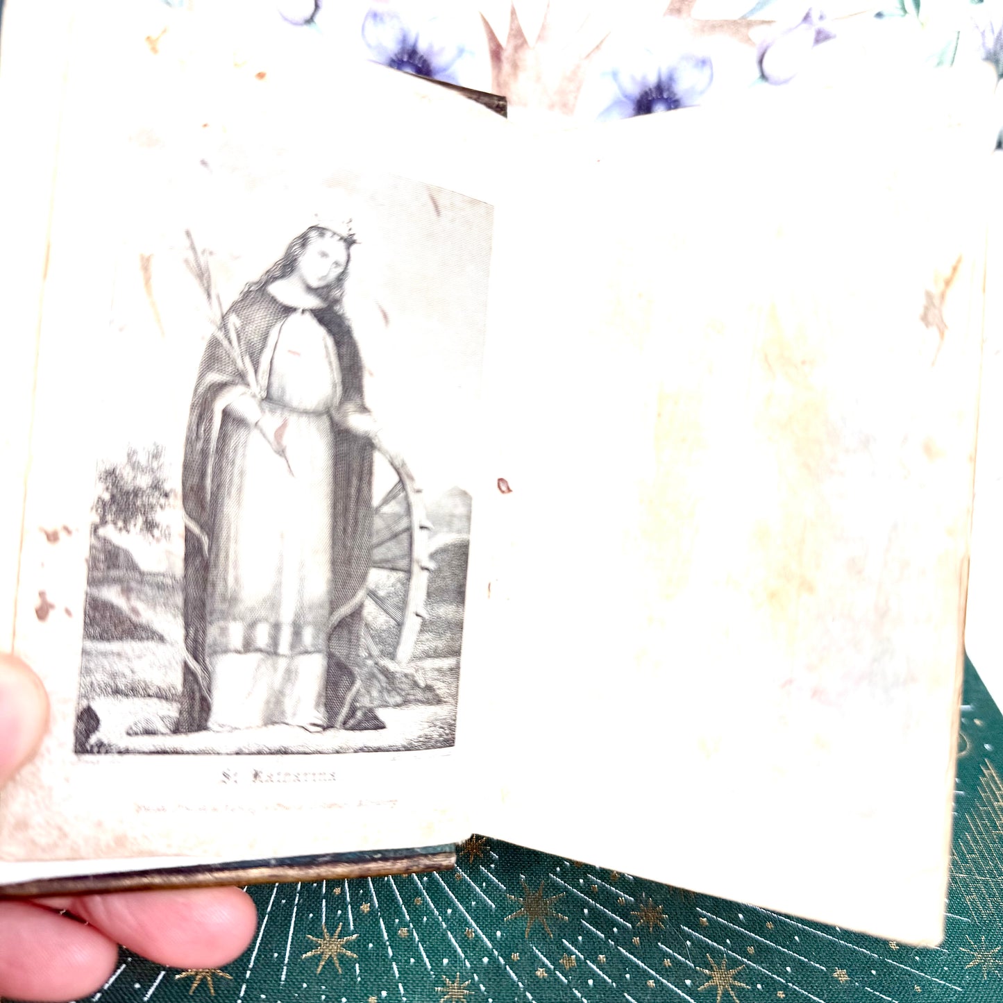 Blumen aus dem Paradiese