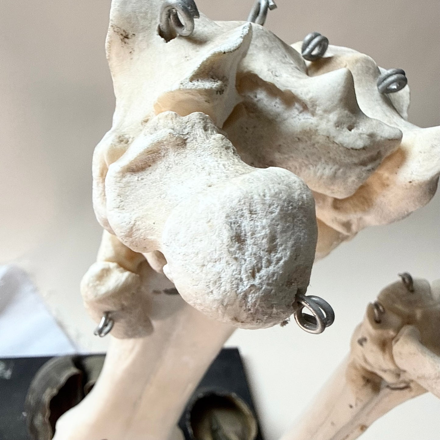 Lehrmodell Hufe Knochen