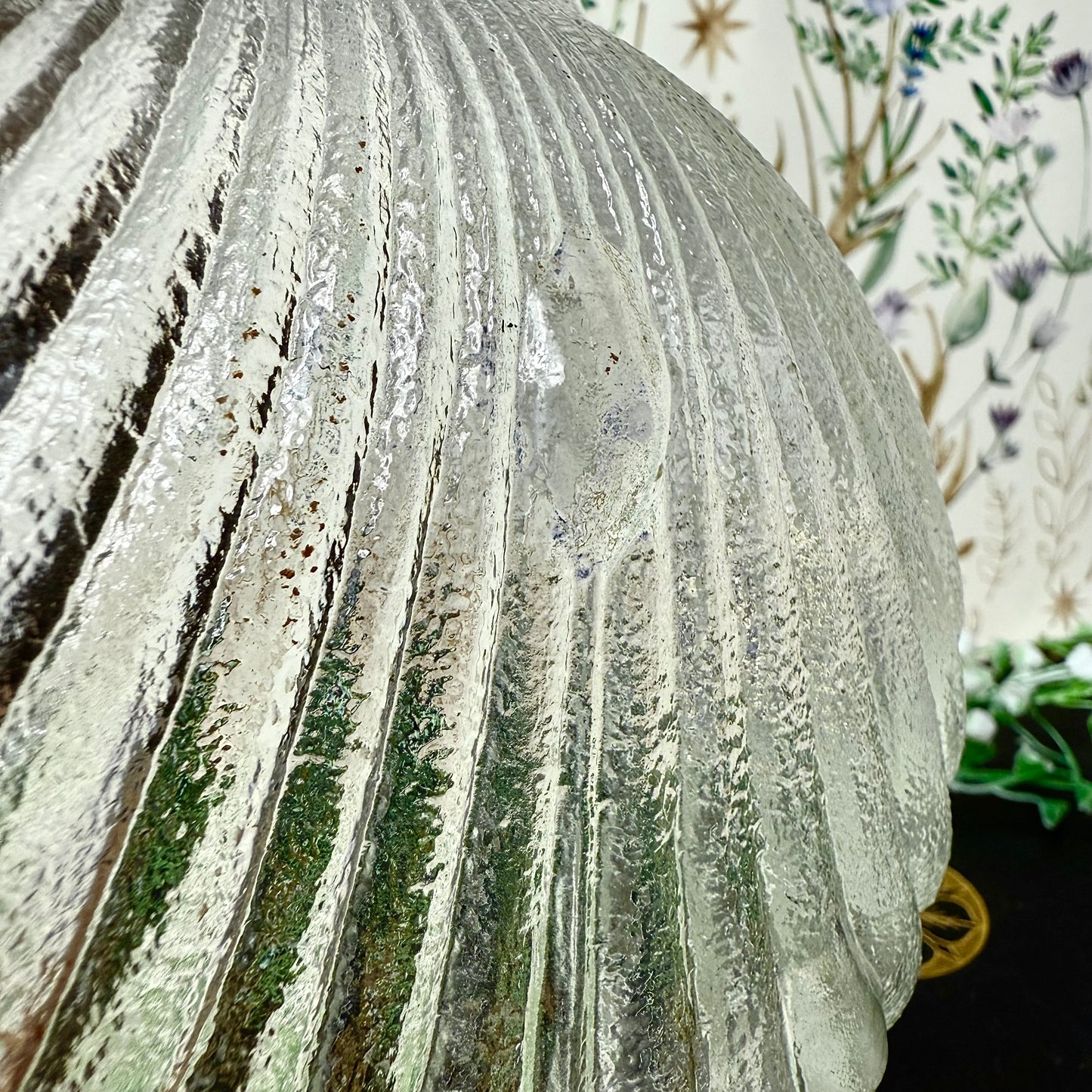 Muschelschale Glas