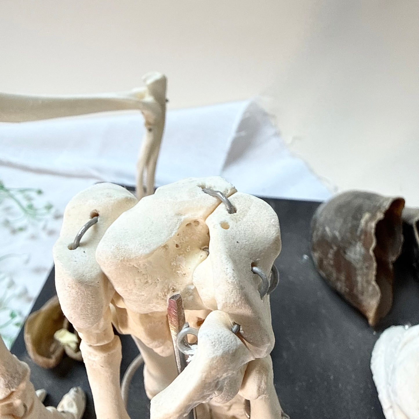 Lehrmodell Hufe Knochen