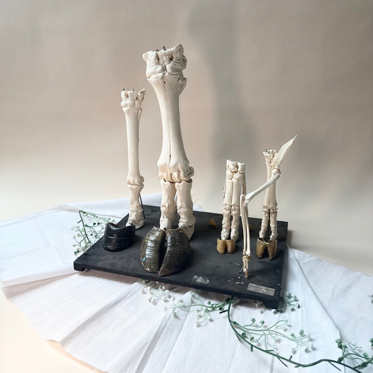Lehrmodell Hufe Knochen