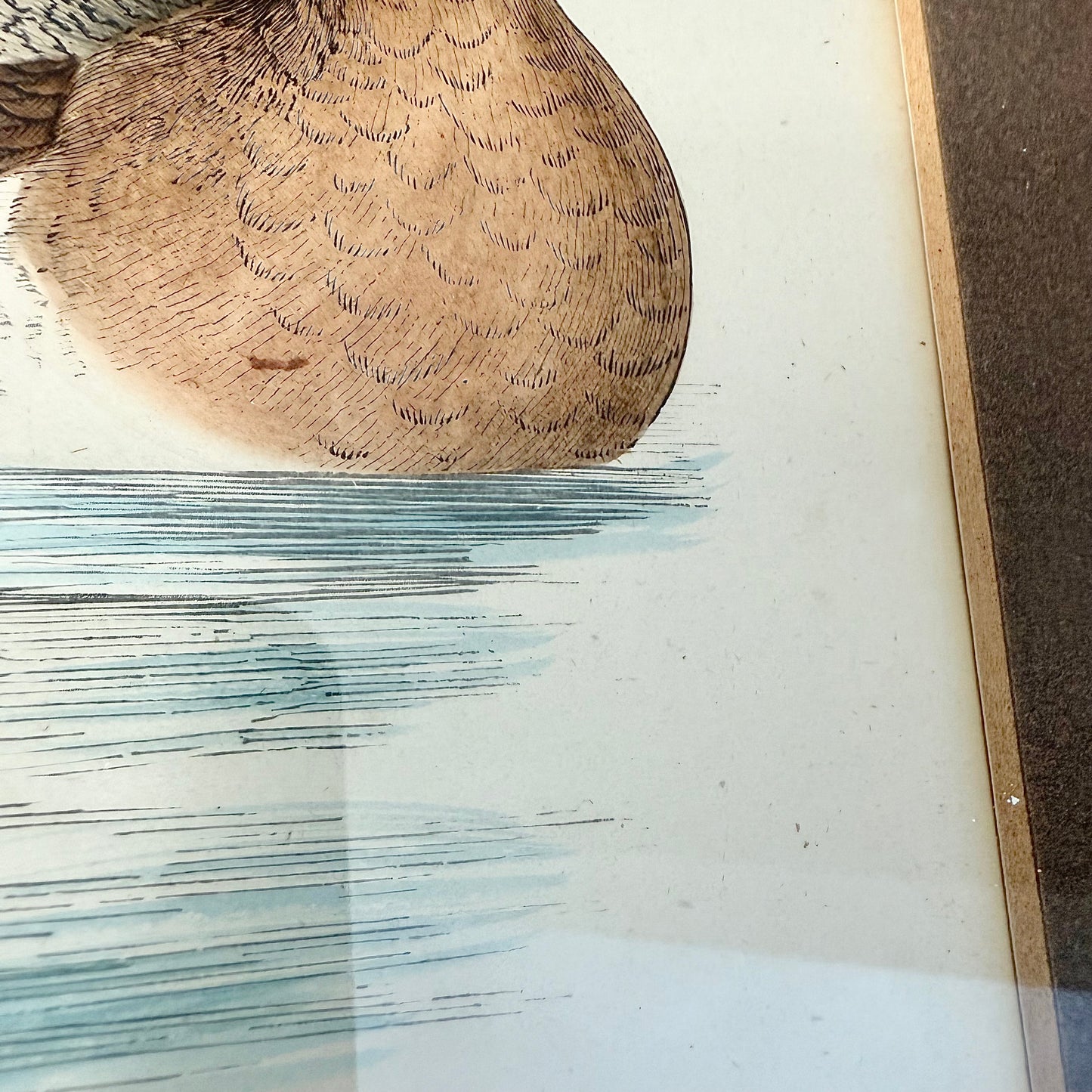 Illustration „Enten“