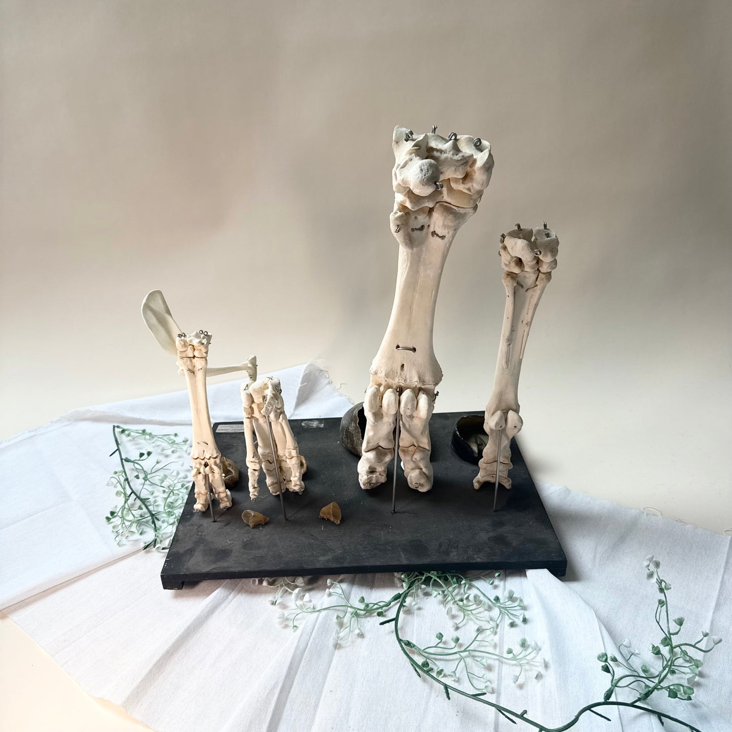 Lehrmodell Hufe Knochen