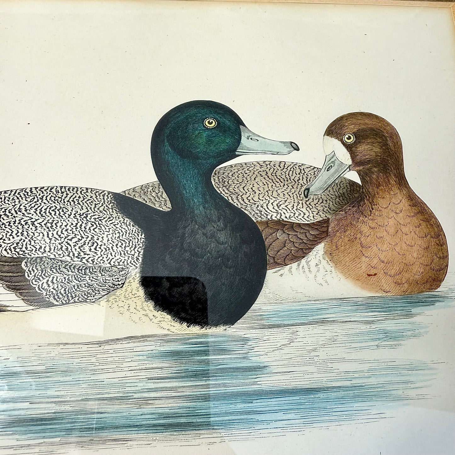 Illustration „Enten“