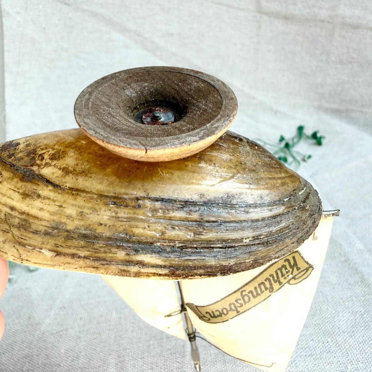 Segelschiff Perlmutt