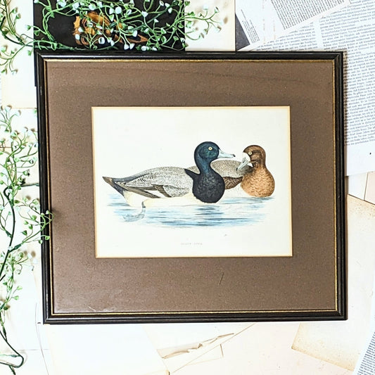 Illustration “Ducks”