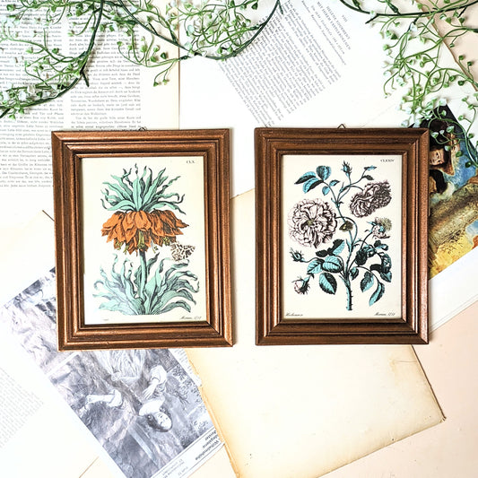 Set of Botanical Prints, 20 x 25