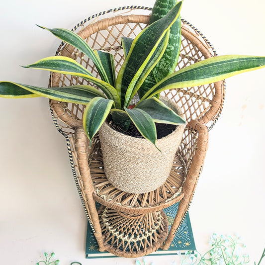 Peacock chair plant stool