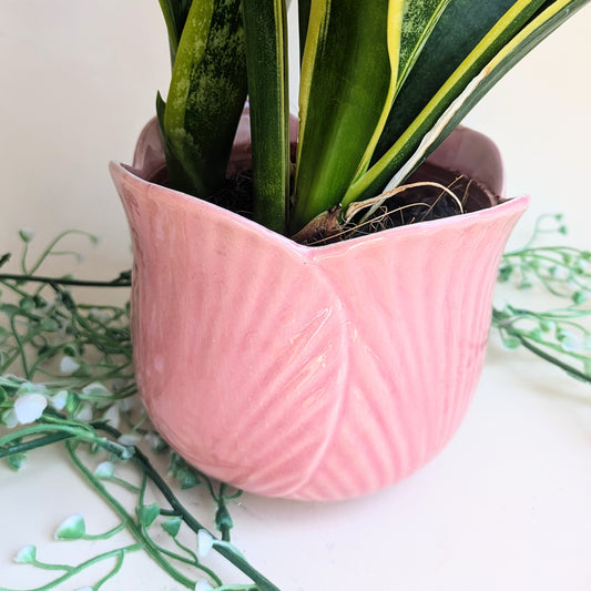 flowerpot tulip